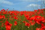 Poppies